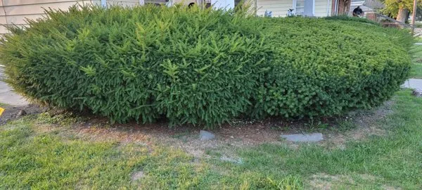 Vibrant Pro Service Logo