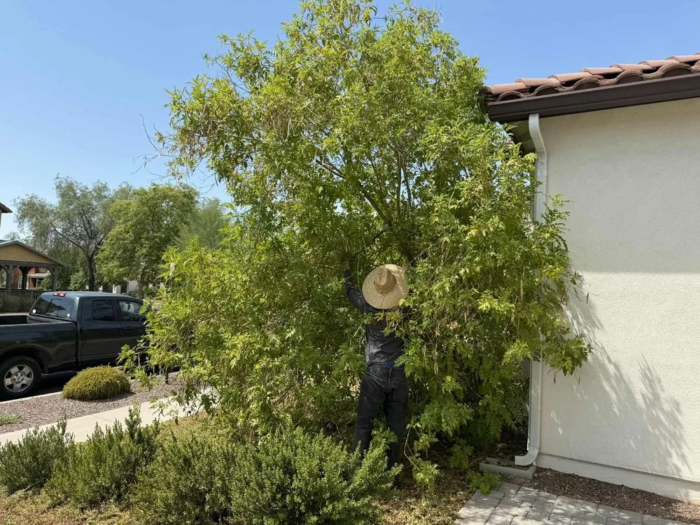 Trusted yard cleanup service for homes across El Mirage, AZ - Vibrant Vistas Landscaping and Hardscape