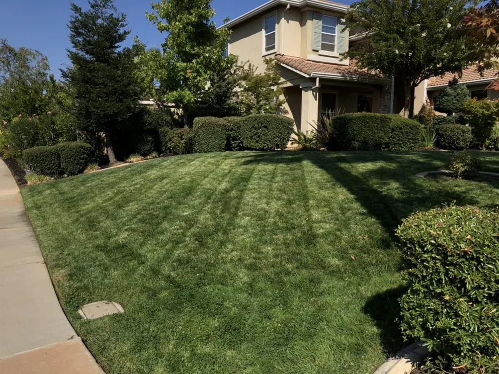 Local yard cleanup service in Sacramento, CA - Vicente Landscaping