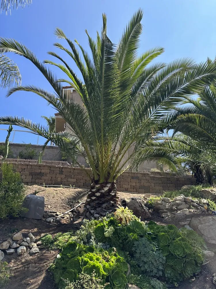 Trusted outdoor landscaping experts serving Escondido, CA - Vicente Lanscape