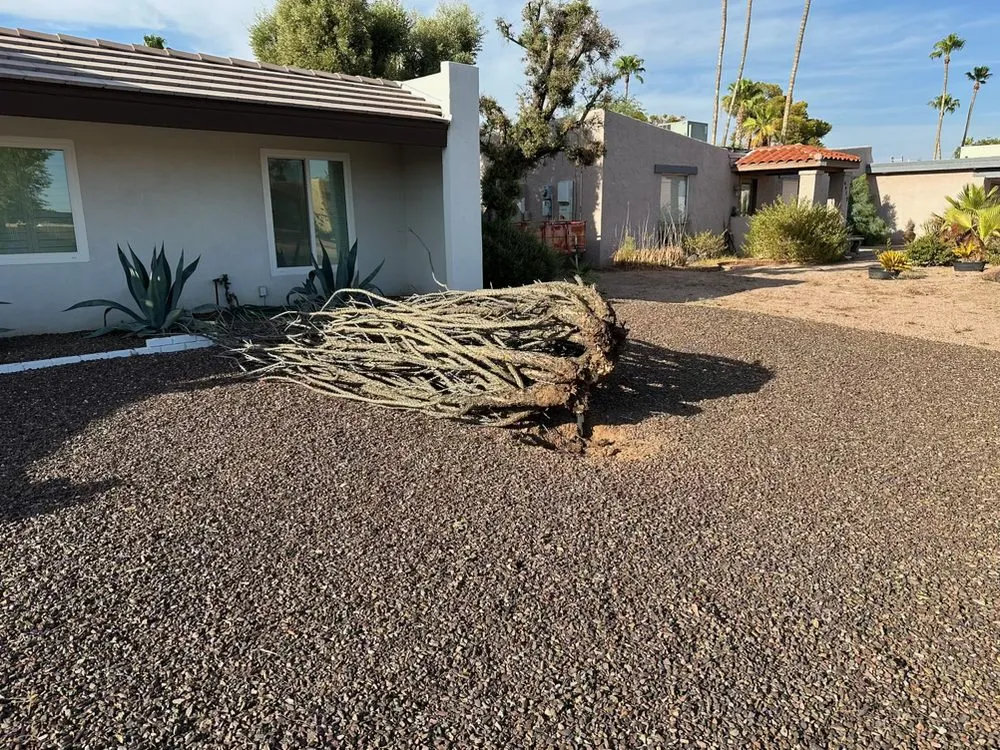 Local lawn care service for year-round maintenance in Phoenix, AZ by Vicente Lawn Maintenance