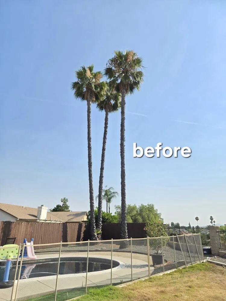 Trusted landscaping services for beautiful yards in Riverside, CA by Vicente Tree Services and Landscape