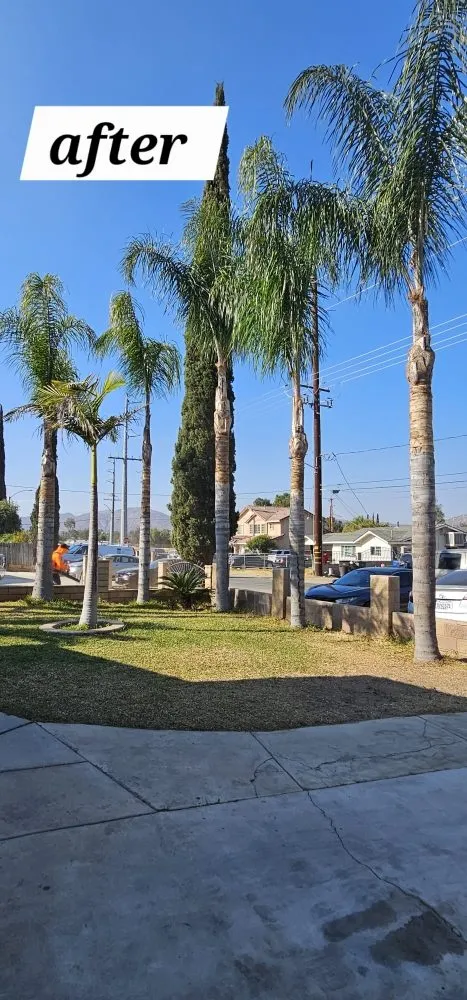 Trusted landscape installation in Riverside, CA - Vicente Tree Services and Landscape