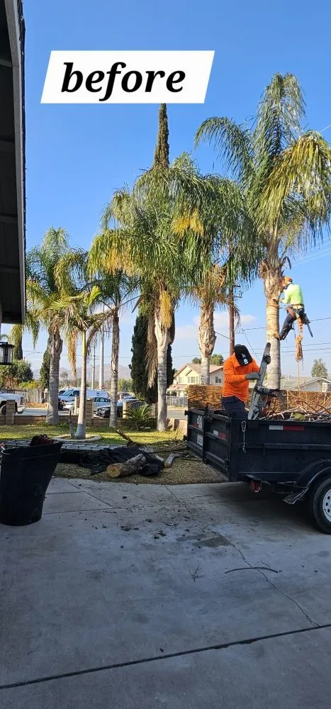 Local landscape design experts serving Riverside, CA - Vicente Tree Services and Landscape