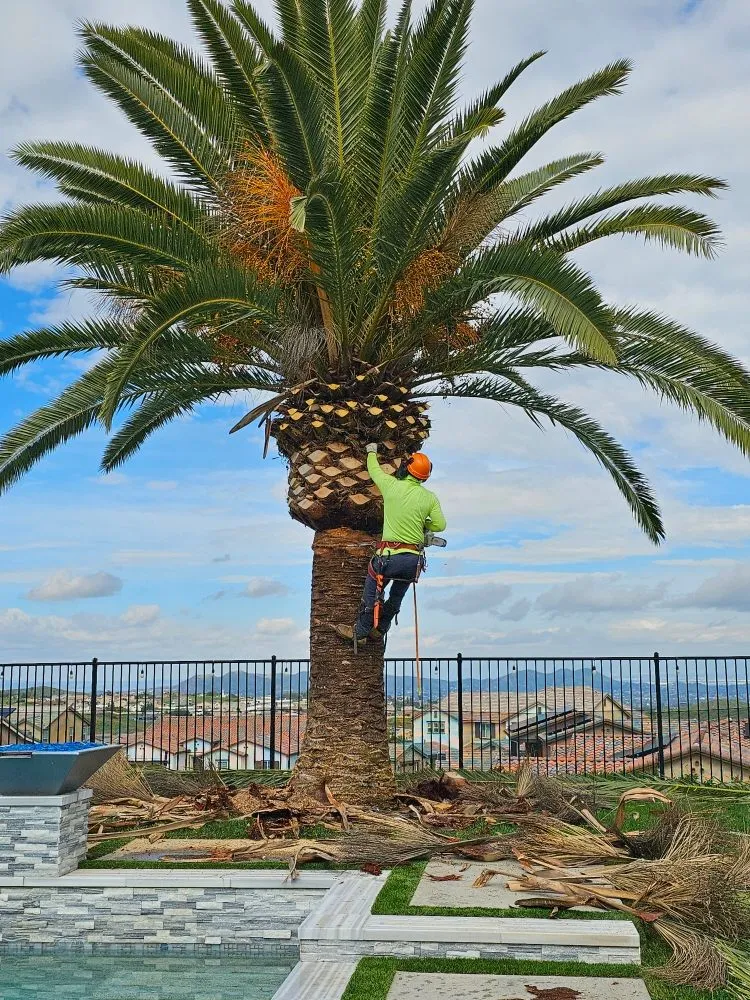 Professional lawn mowing service in Riverside, CA - Vicente Tree Services and Landscape