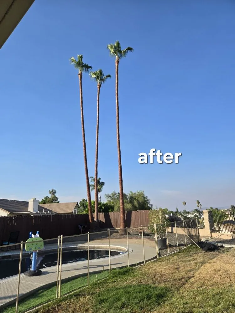 Trusted landscape design near you in Riverside, CA by Vicente Tree Services and Landscape