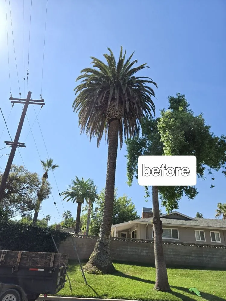 Top-rated lawn care service experts serving Riverside, CA - Vicente Tree Services and Landscape