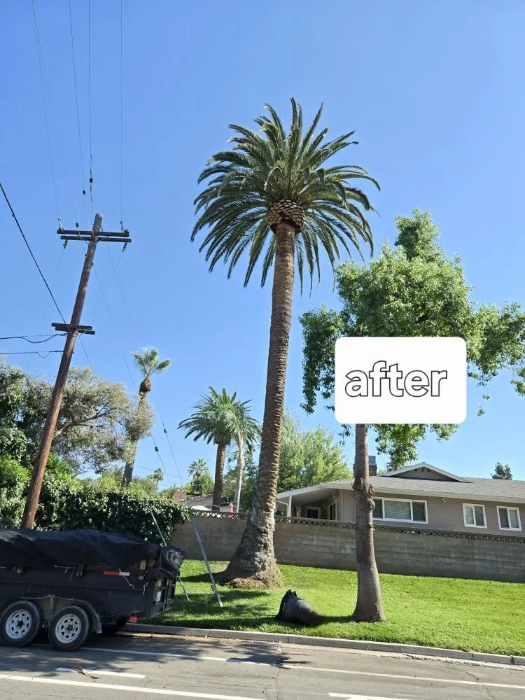 Top-rated landscape installation in Riverside, CA - Vicente Tree Services and Landscape