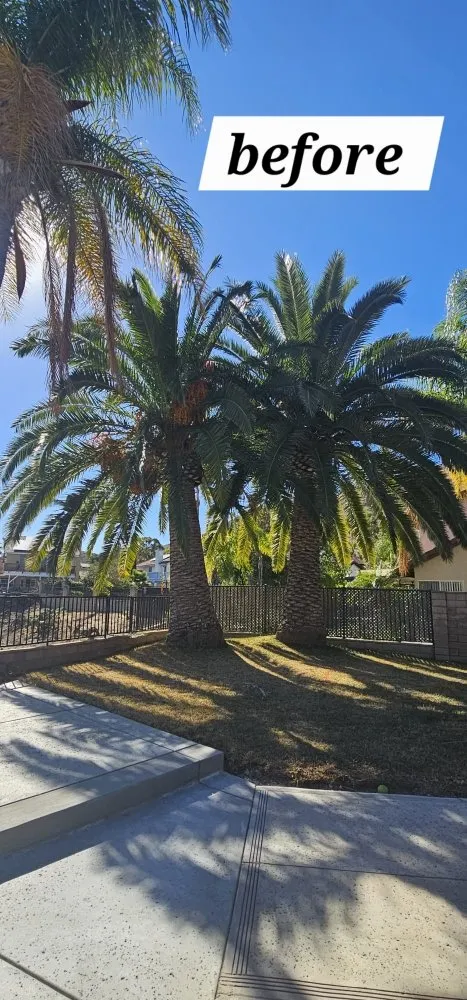 Reliable lawn care service in Riverside, CA - Vicente Tree Services and Landscape