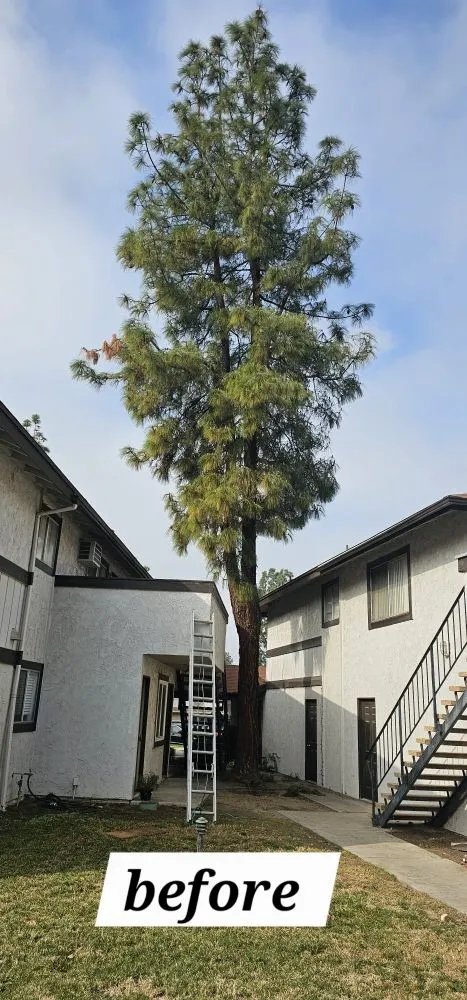 Top-rated lawn mowing service in Riverside, CA - Vicente Tree Services and Landscape