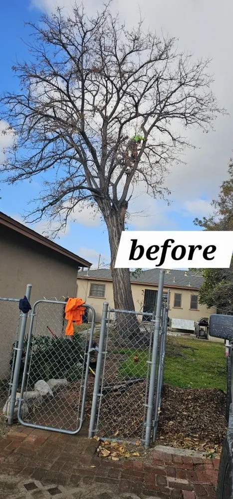 Top-rated lawn mowing service for year-round maintenance in Riverside, CA by Vicente Tree Services and Landscape