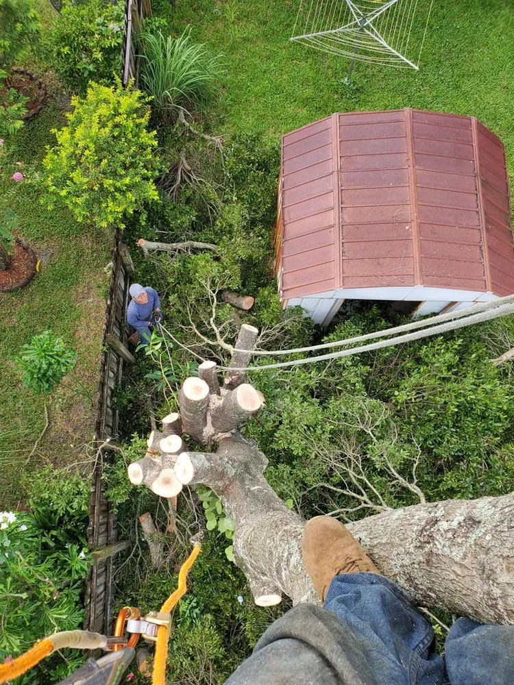 Expert yard cleanup service for homes in Oakland Park, FL by Vicente Tree Services