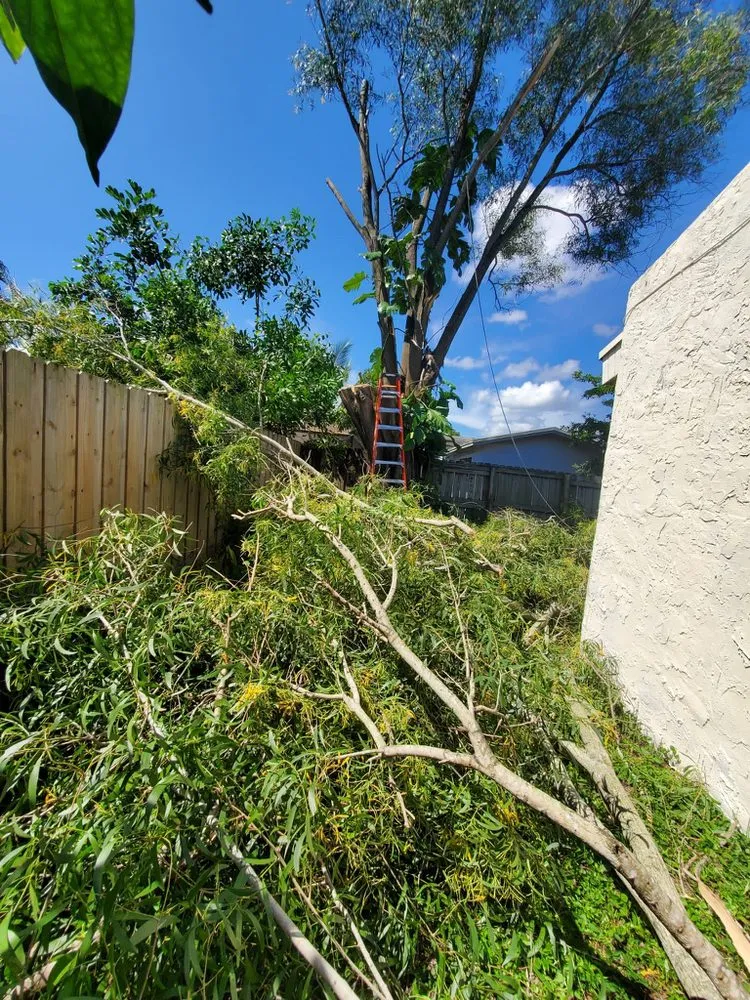 Affordable lawn mowing service experts serving Oakland Park, FL - Vicente Tree Services
