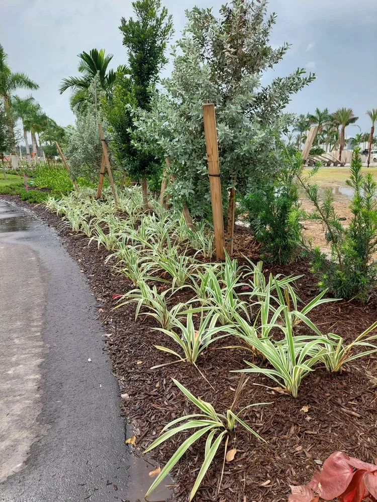 Top-rated landscape design in Clewiston, FL - Vicente's Brothers