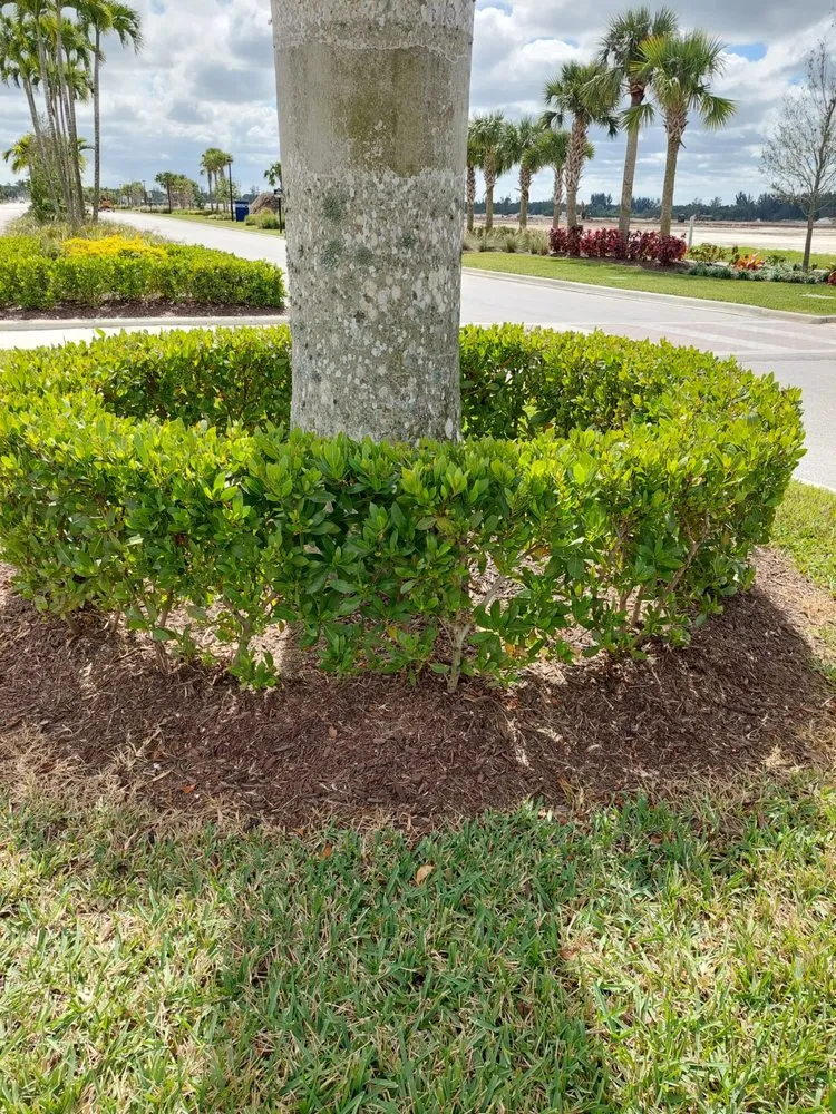 Trusted landscaping services for outdoor upgrades across Clewiston, FL - Vicente's Brothers