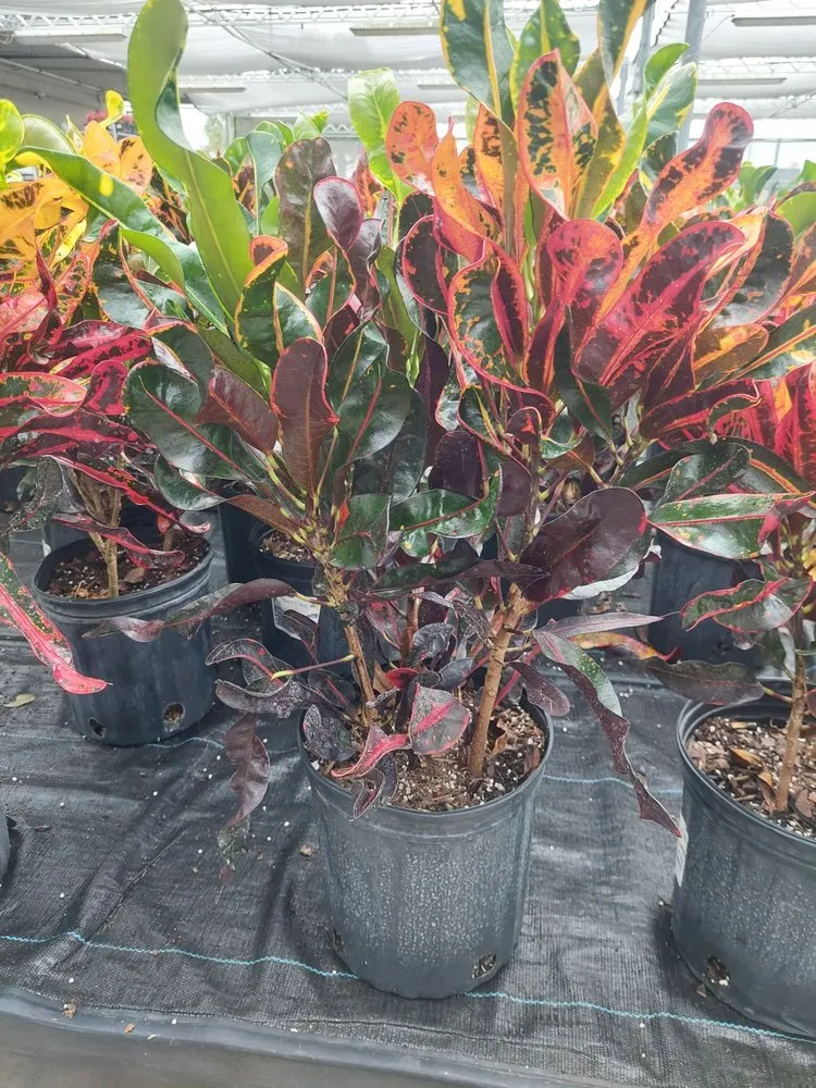 Expert outdoor landscaping experts serving Clewiston, FL - Vicente's Brothers