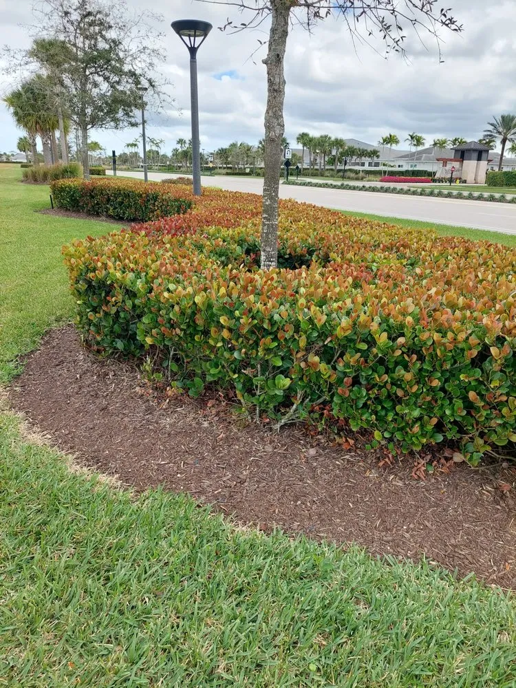 Reliable landscape design experts serving Clewiston, FL - Vicente's Brothers