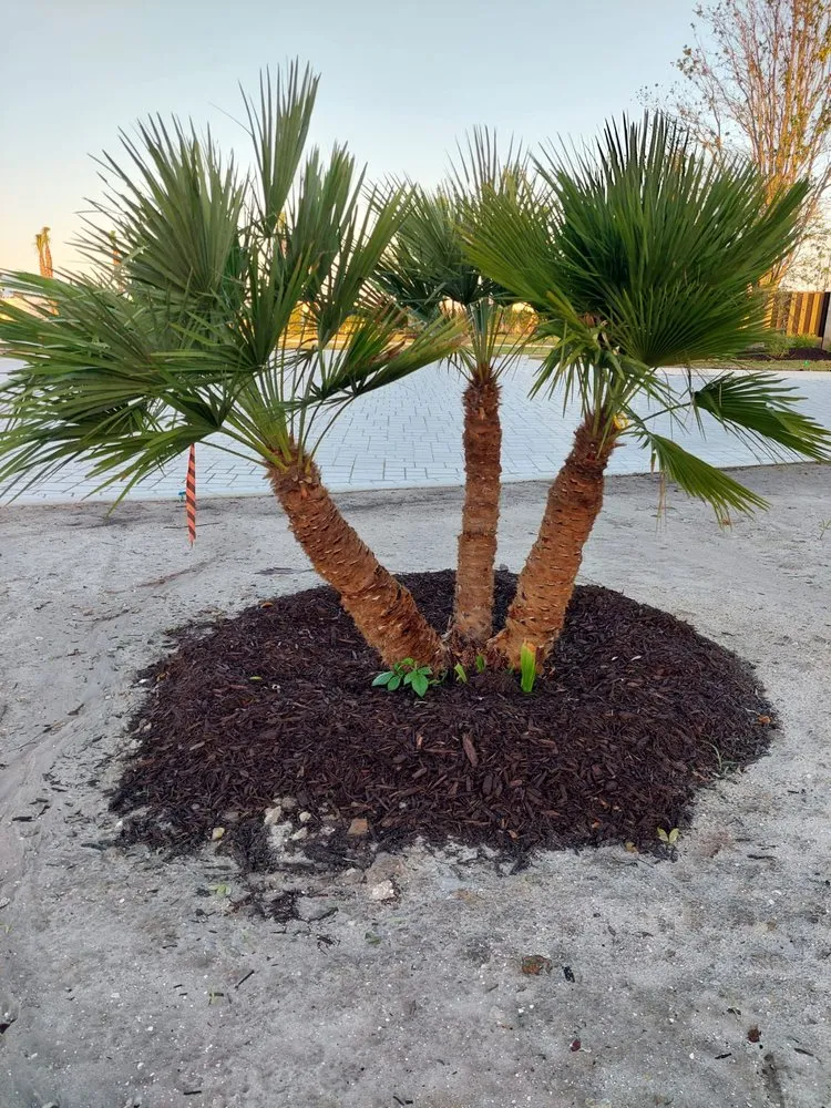 Top-rated yard maintenance in Clewiston, FL - Vicente's Brothers