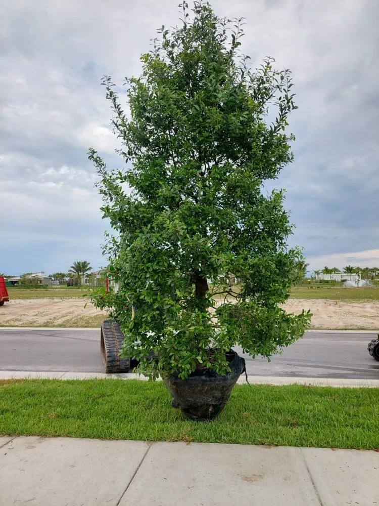Local yard maintenance for beautiful yards in Clewiston, FL by Vicente's Brothers