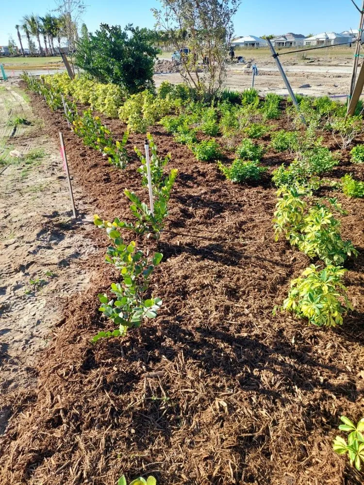 Professional yard cleanup service in Clewiston, FL - Vicente's Brothers