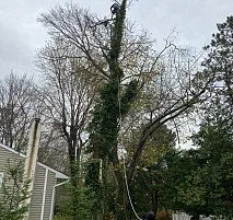 Reliable yard maintenance for residential properties in Bensalem, PA by Victor landscaping