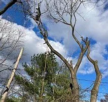 Professional residential landscaping for outdoor upgrades across Bensalem, PA - Victor landscaping