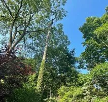 Expert yard cleanup service in Bensalem, PA by Victor landscaping