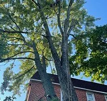 Professional landscaping services in Bensalem, PA by Victor landscaping