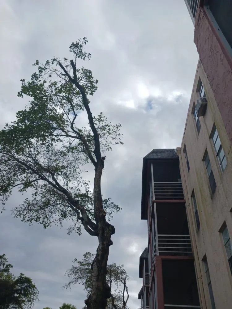 Trusted landscape installation for outdoor upgrades across Hollywood, FL - Victor Landscaping Services