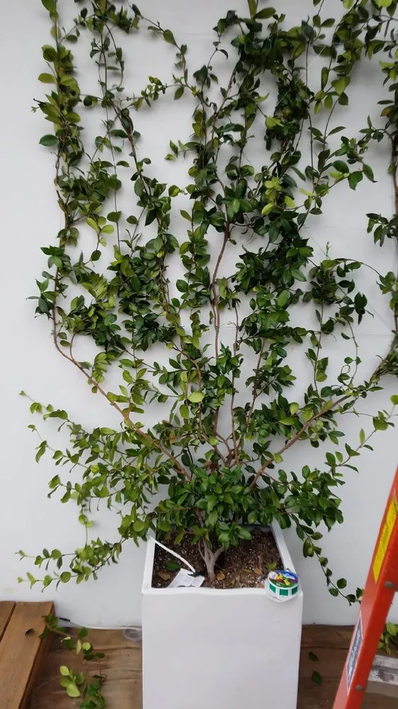 Trusted residential landscaping for year-round maintenance in Los Angeles, CA by Victor Landscaping Services