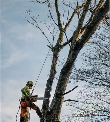 Victor Tree Service & Landscaping Design Logo