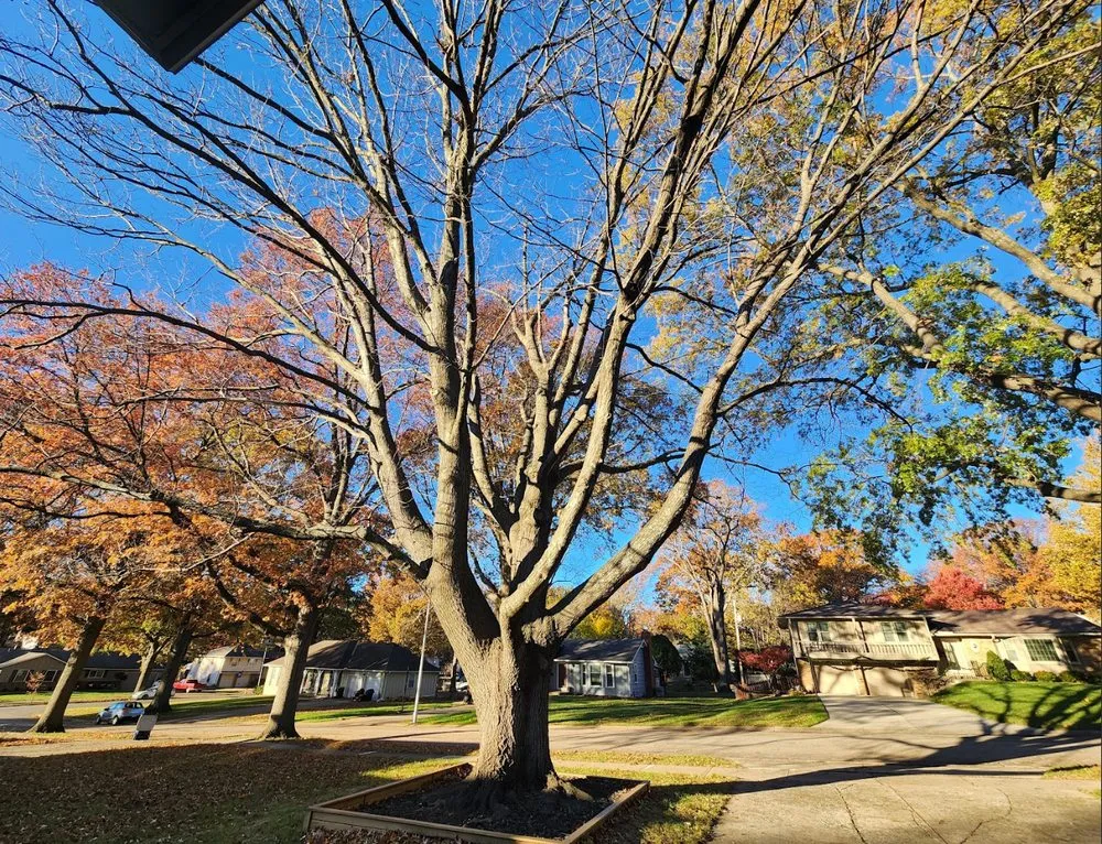 Reliable landscape installation in Kansas City, MO by Victor Tree Service