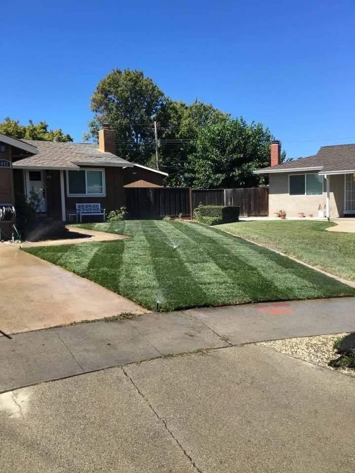 Reliable yard cleanup service for year-round maintenance in San Jose, CA by Victor Trejo Gardening