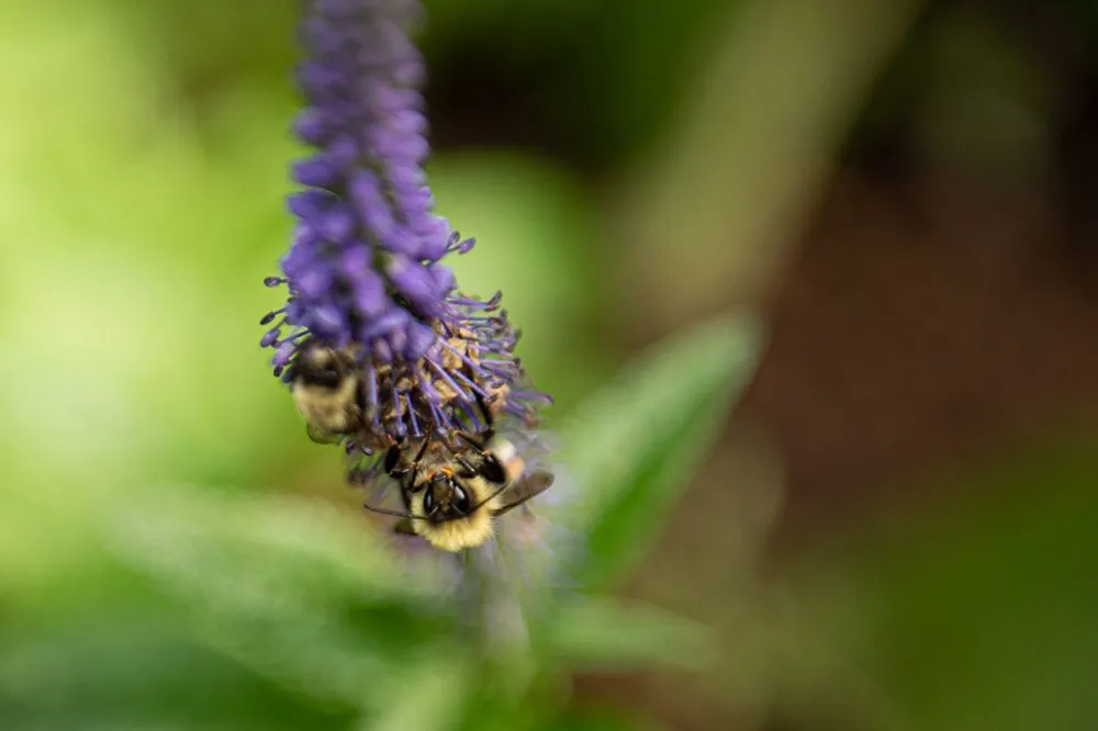 Custom residential landscaping near you across Rosendale, NY - Victoria Gardens