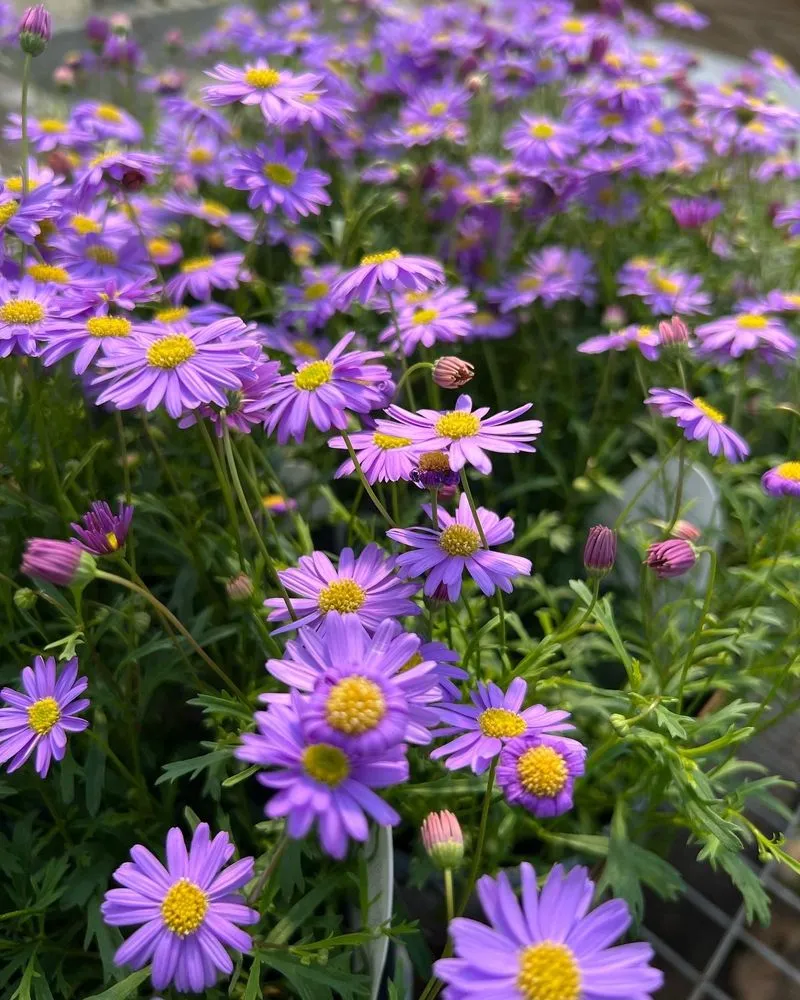 Custom landscape design in Rosendale, NY - Victoria Gardens