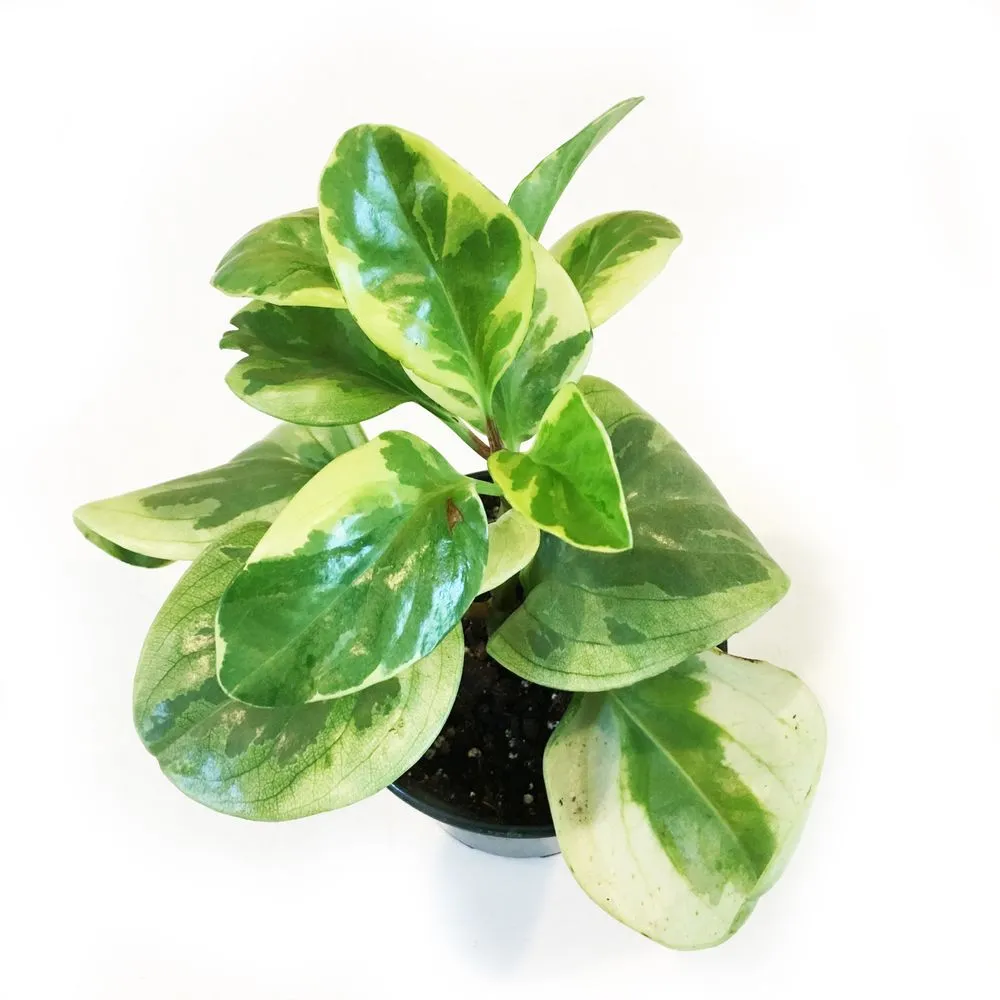 Expert outdoor landscaping in Rosendale, NY - Victoria Gardens