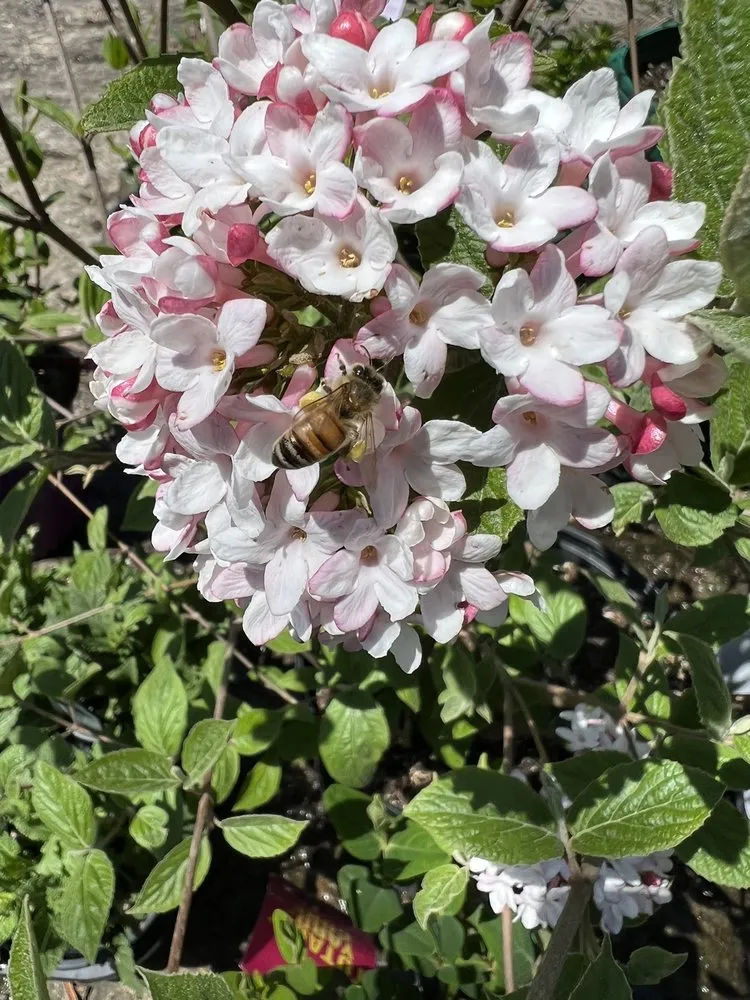 Custom landscaping services for beautiful yards in Rosendale, NY by Victoria Gardens