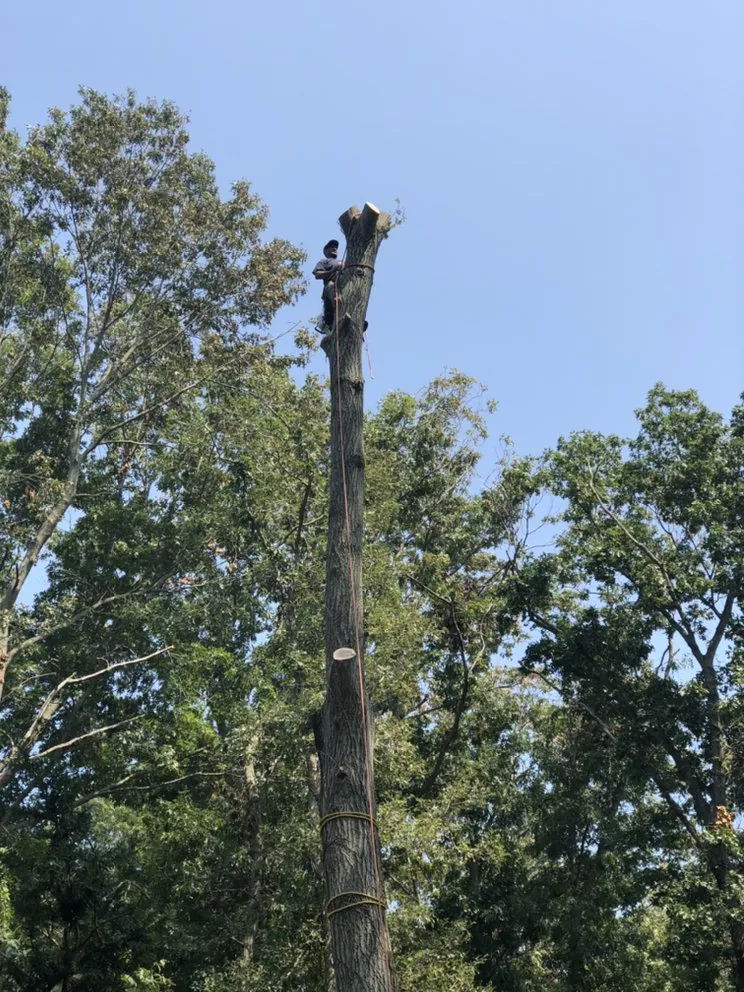 Trusted outdoor landscaping for year-round maintenance in Brentwood, NY by Victorio Tree Service & Landscaping
