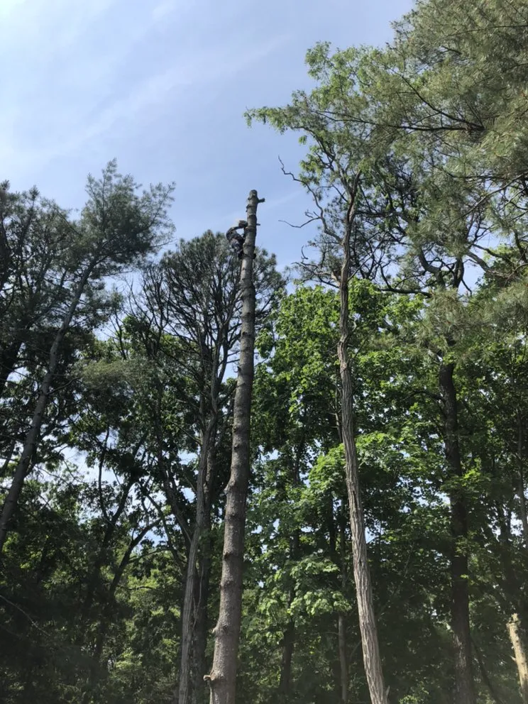 Professional lawn mowing service for outdoor upgrades in Brentwood, NY by Victorio Tree Service & Landscaping