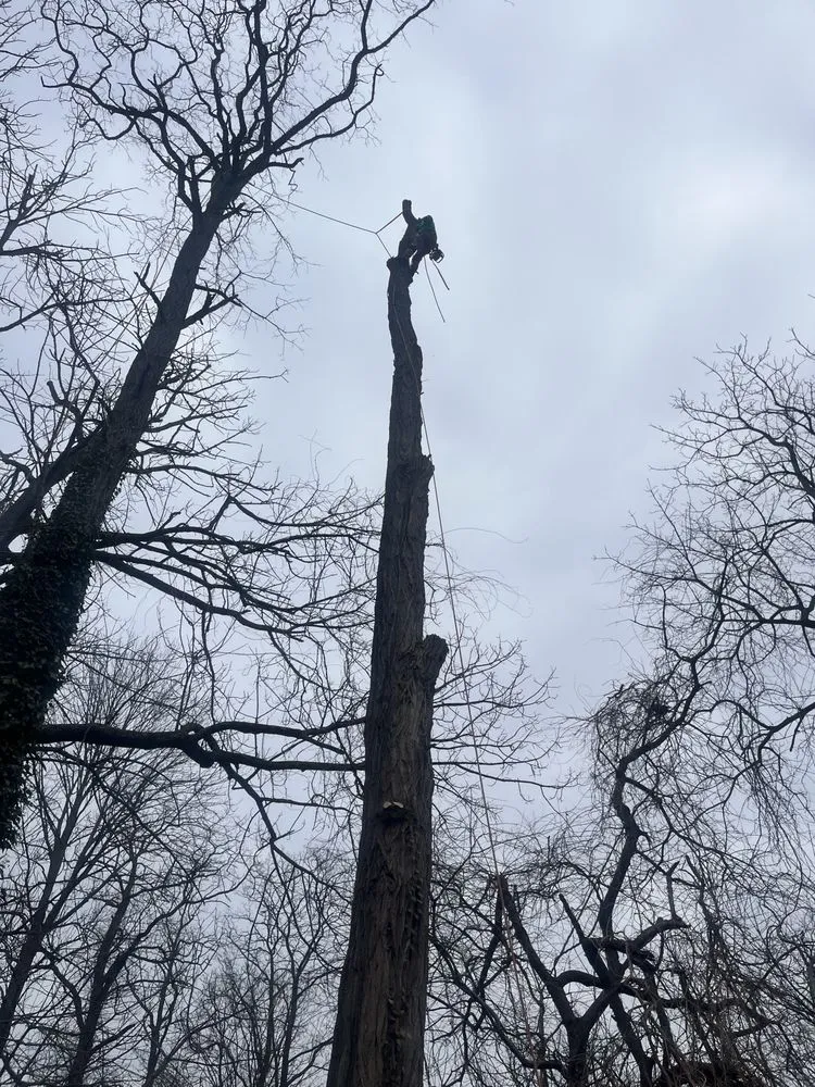 Local landscaping services in Brentwood, NY by Victorio Tree Service & Landscaping