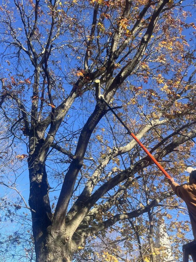 Local landscape design in Brentwood, NY - Victorio Tree Service & Landscaping