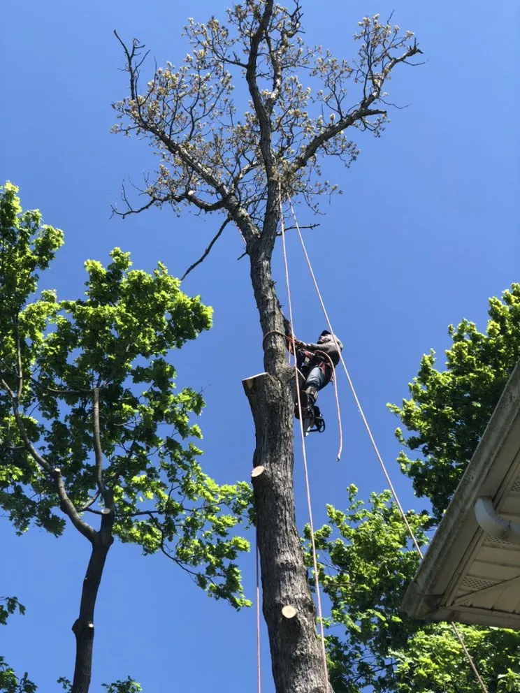 Reliable yard maintenance for year-round maintenance in Brentwood, NY by Victorio Tree Service & Landscaping