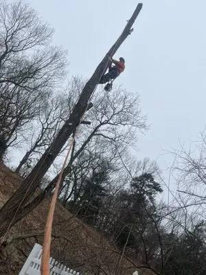 Victorio Tree Service & Landscaping