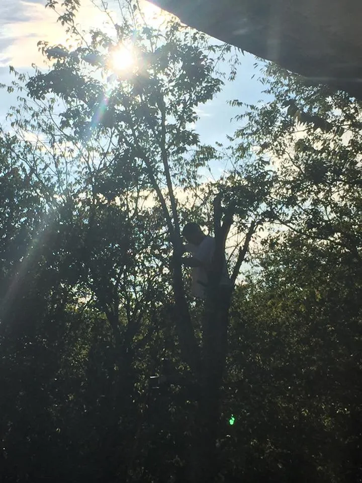 Local landscaping services in San Antonio, TX - Victorious in Vines Landscaping & Tree Service