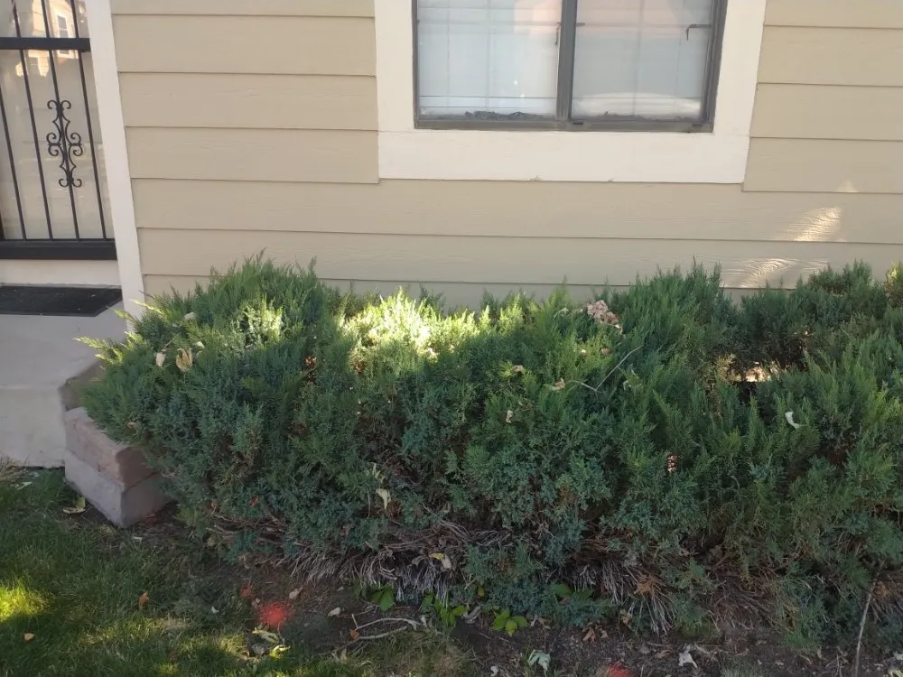 Top-rated yard maintenance near you in Denver, CO by Victors Landscape 303