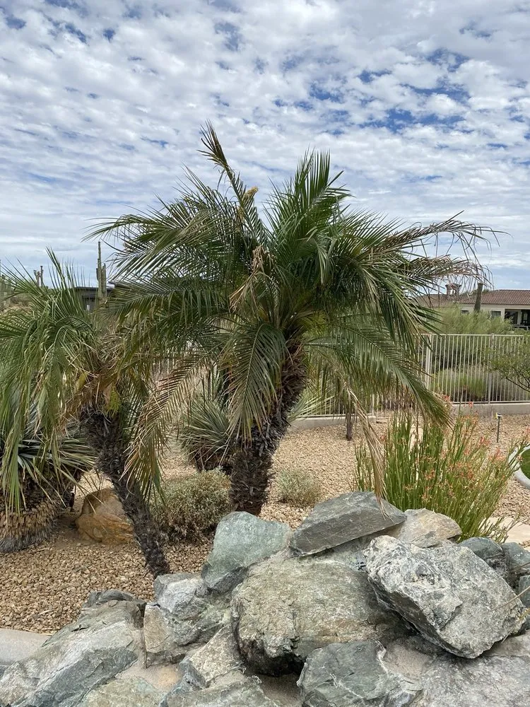 Professional yard cleanup service for outdoor upgrades across Peoria, AZ - Victor's Landscaping