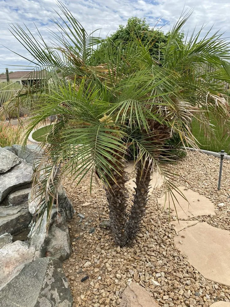 Top-rated yard cleanup service in Peoria, AZ by Victor's Landscaping