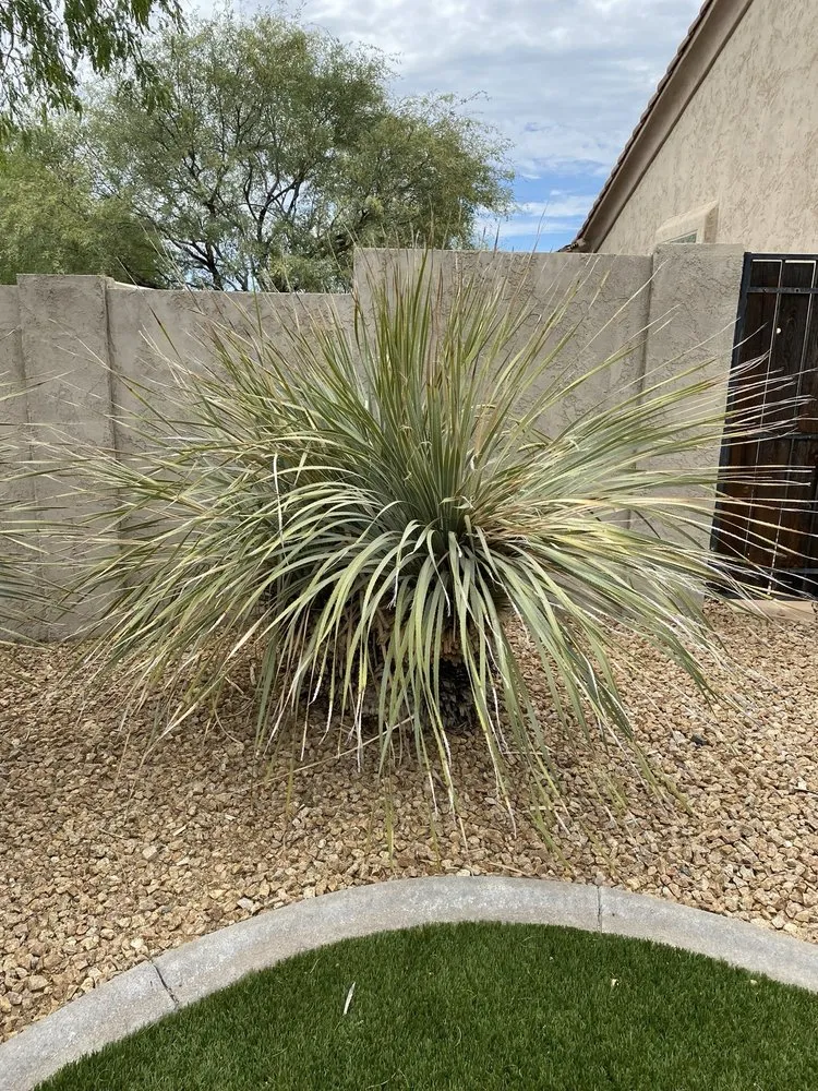 Local lawn care service in Peoria, AZ by Victor's Landscaping