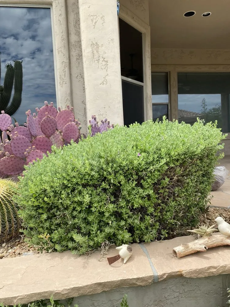 Top-rated lawn care service near you in Peoria, AZ by Victor's Landscaping