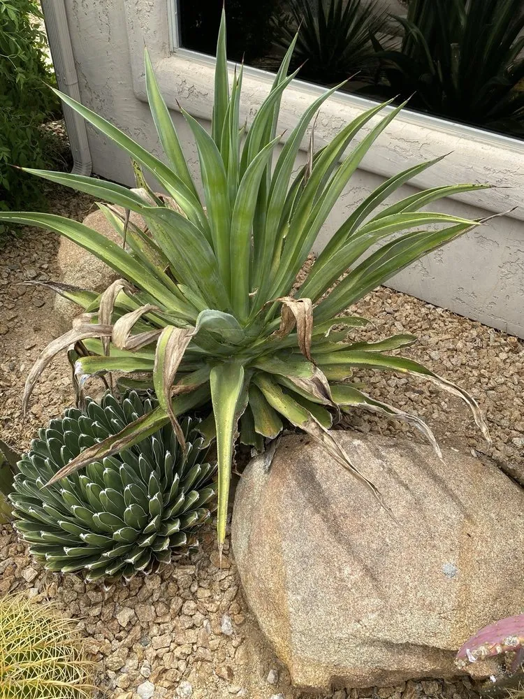 Affordable yard maintenance in Peoria, AZ - Victor's Landscaping